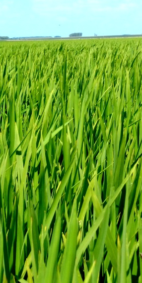 Arroz